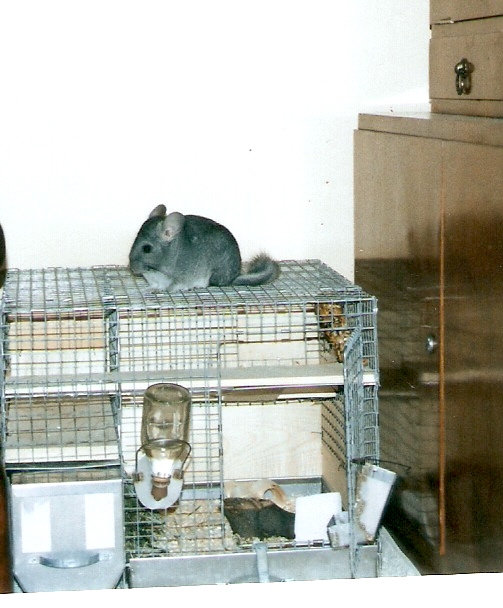 iz