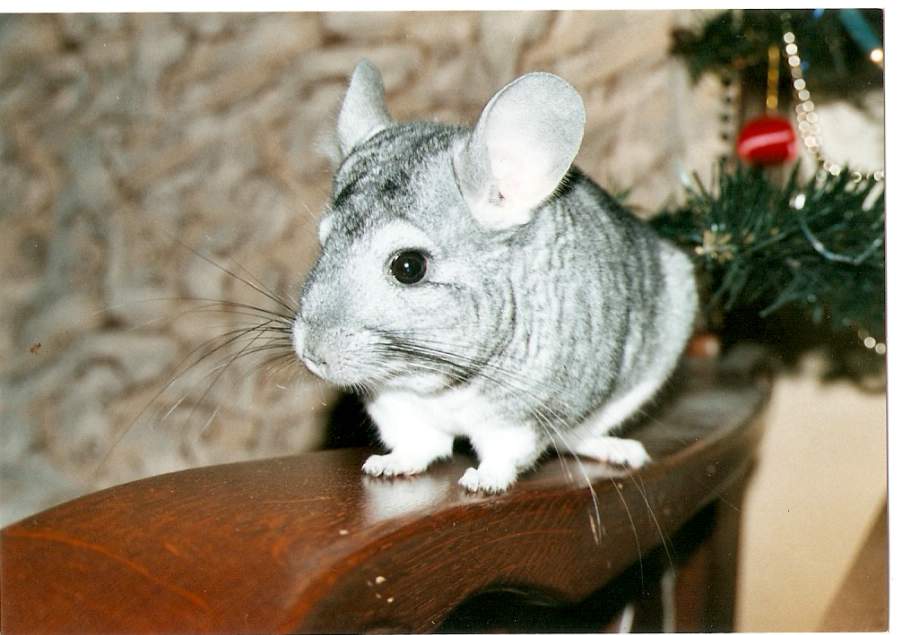 skenovat0002